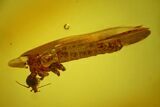 Detailed Fossil Cranefly and Humpbacked Fly in Baltic Amber #145493-1